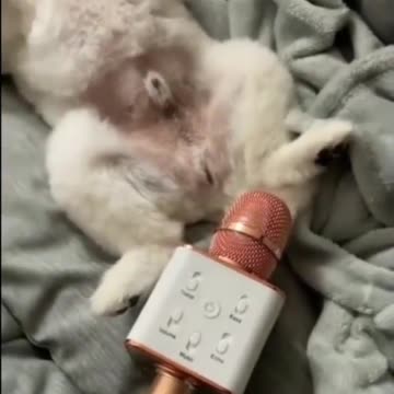 Funny Dogs - Try Not to Laugh While Watching These Funny Dogs - Best Funny Dog Videos 😂