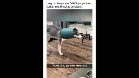 These Huskies Deserve an Oscar for ‘Most Dramatic Screaming’ 🎭🐺💅