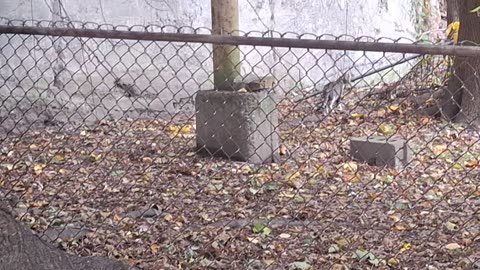 Feeding some of the kitties