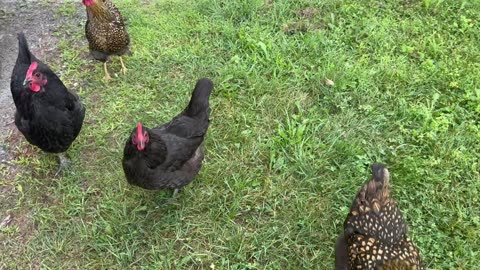 Going to Work Chickens