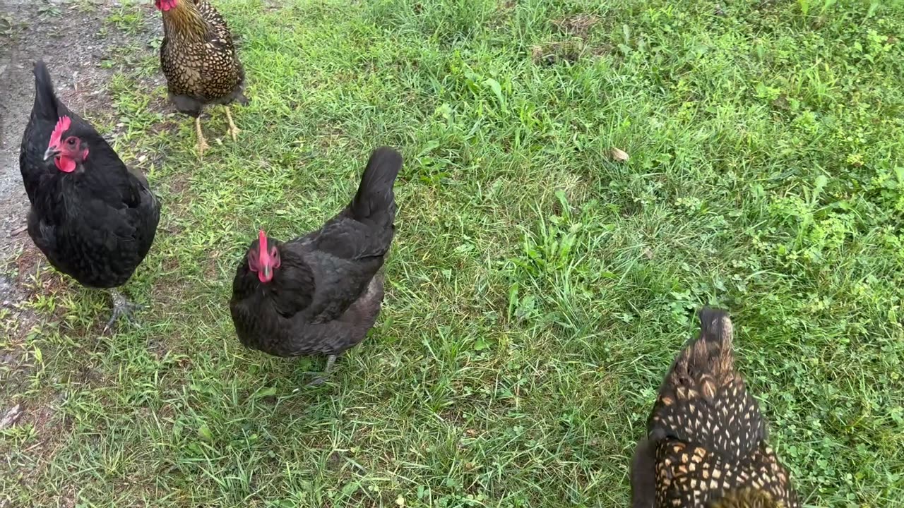 Going to Work Chickens