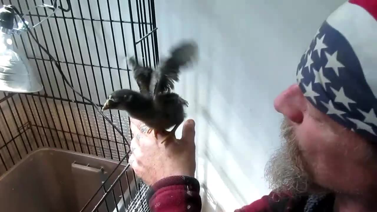 The Best Way To Domesticate Chickens - How To Make Them Easier To Handle