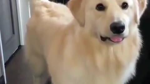 Animal caught on camera