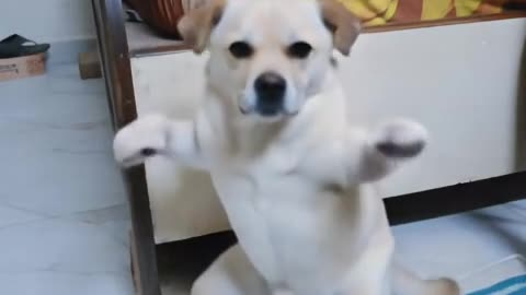 New dance # chiku funny video