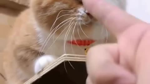 Cat reaction 🤣🤣😯