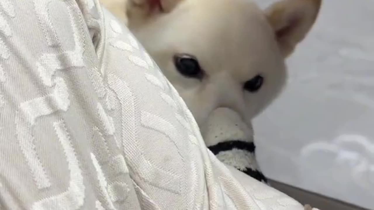 The dog's thoughts are written on its face