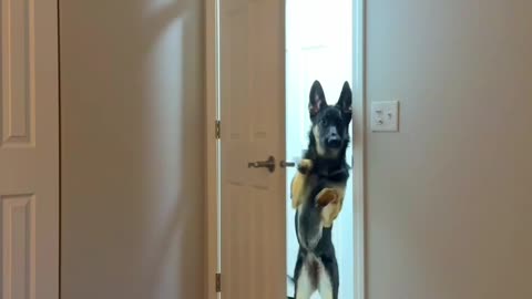 Closed Door Doesn't Stop Shepherd's Morning Greeting