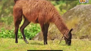 EL REGRESO DE LAS LLAMAS EN EL DESIERTO Y EL MILAGRO VERDE EN ICA