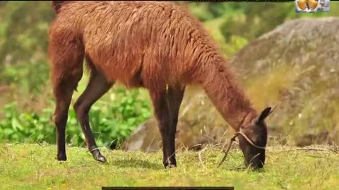 EL REGRESO DE LAS LLAMAS EN EL DESIERTO Y EL MILAGRO VERDE EN ICA