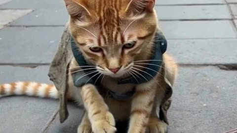 Sad Street Musician Cat