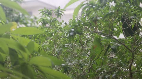 De boom zit vol met groene bladeren