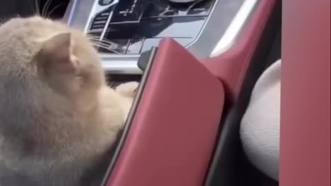 Cute Overload_ Kittens in a Box & Rabbit Snack Time!