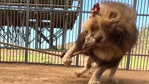 Fastest car vs cheetah!