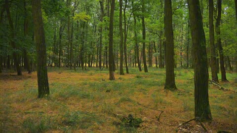 2 minutes of tranquility: Unwind with the Quiet Beauty of a Wild Forest