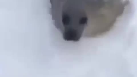 Seal Core