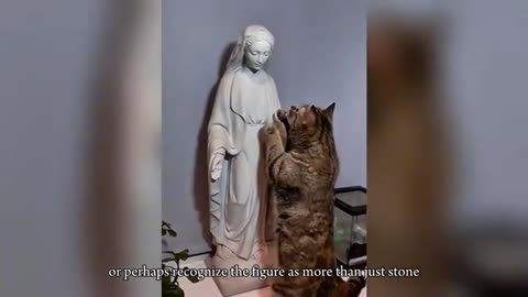 Cat cries in front of the image of Our Lady of Guadalupe