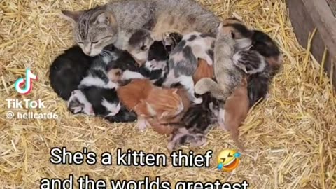 She's a kitten thief