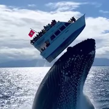 Whale Boats