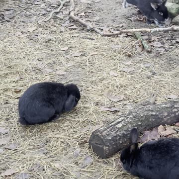 Bunny vs Pile of Autumn Leaves 🍁 (Who Wins?)