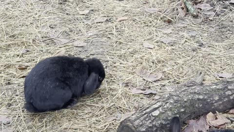 Bunny vs Pile of Autumn Leaves 🍁 (Who Wins?)