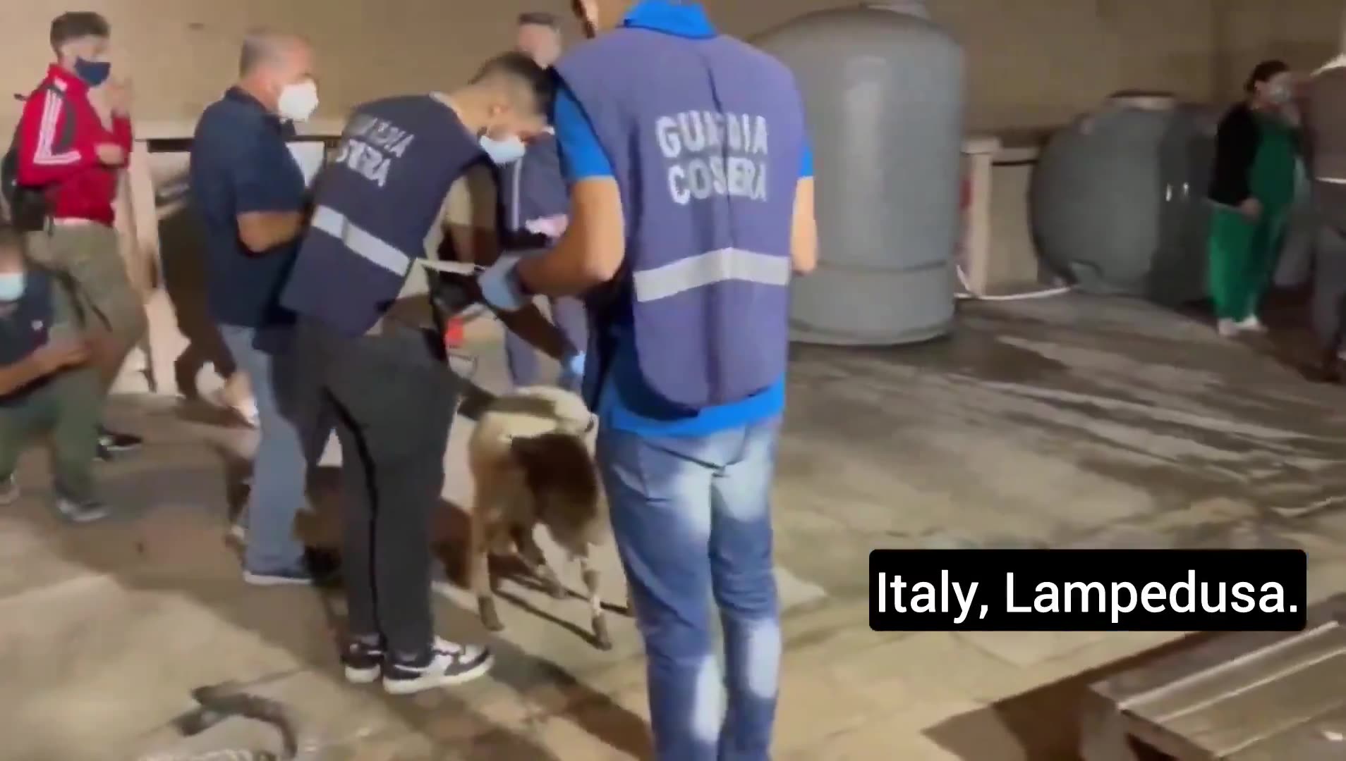 Migrants arriving in Italy even bring their goats with them. Do they really look like real refugees?