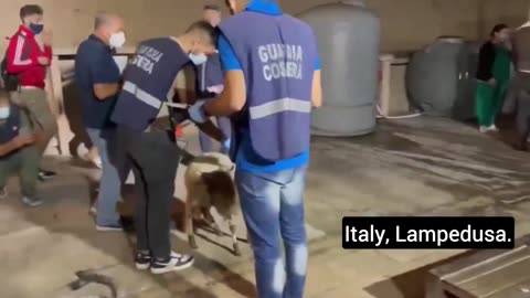 Migrants arriving in Italy even bring their goats with them. Do they really look like real refugees?