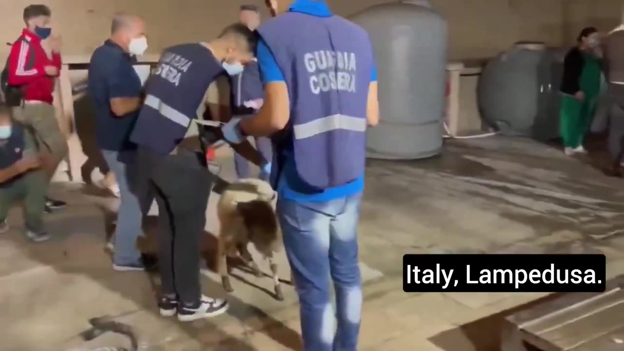 Migrants arriving in Italy even bring their goats with them. Do they really look like real refugees?