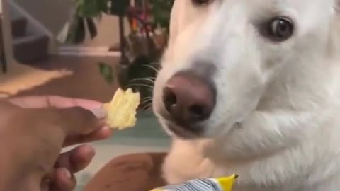 🐶😂 This Dog's Sauce Demand is Hilarious! | FunFM