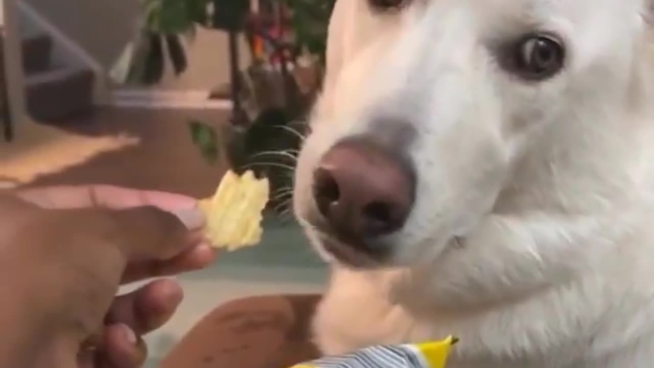 🐶😂 This Dog's Sauce Demand is Hilarious! | FunFM