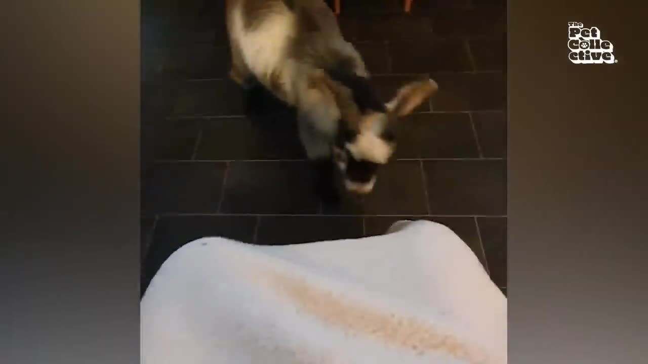 Funny Animal Videos - 😂🤪Can't Stop Laughing