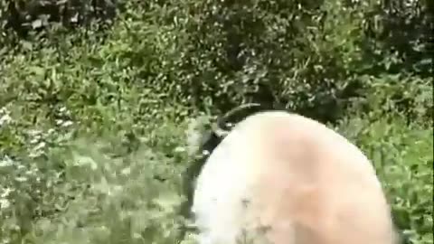 😂💡 Panda Fu Bao's Rolling SPREE is Hilarious! | FunFM