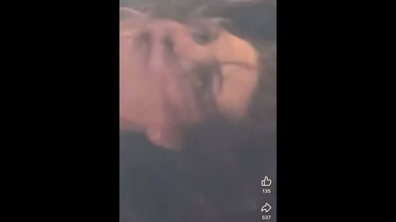 TRIGGER, TRIGGER, TRIGGER! This Black man knocked out a woman?!?!