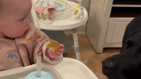 Baby Gives Toast to Dog