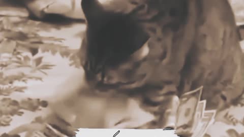 Littels Dog's Comedy Videos 🤣 so Cute videos 😍 funny pictures 🖼️