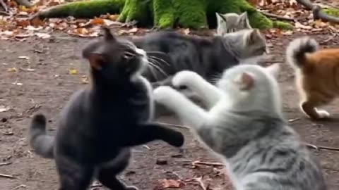 😹🐱 "Little Cat Warrior 😂 | Cutest Tiny Fighter Ever!"