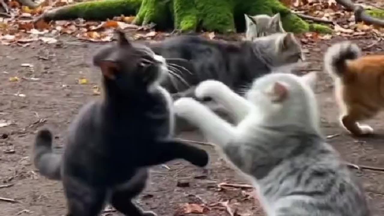 😹🐱 "Little Cat Warrior 😂 | Cutest Tiny Fighter Ever!"