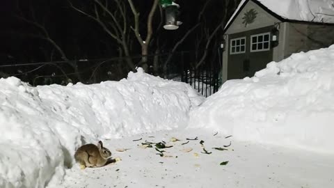 Relaxing Winter Night and Cute Bunnies Eating