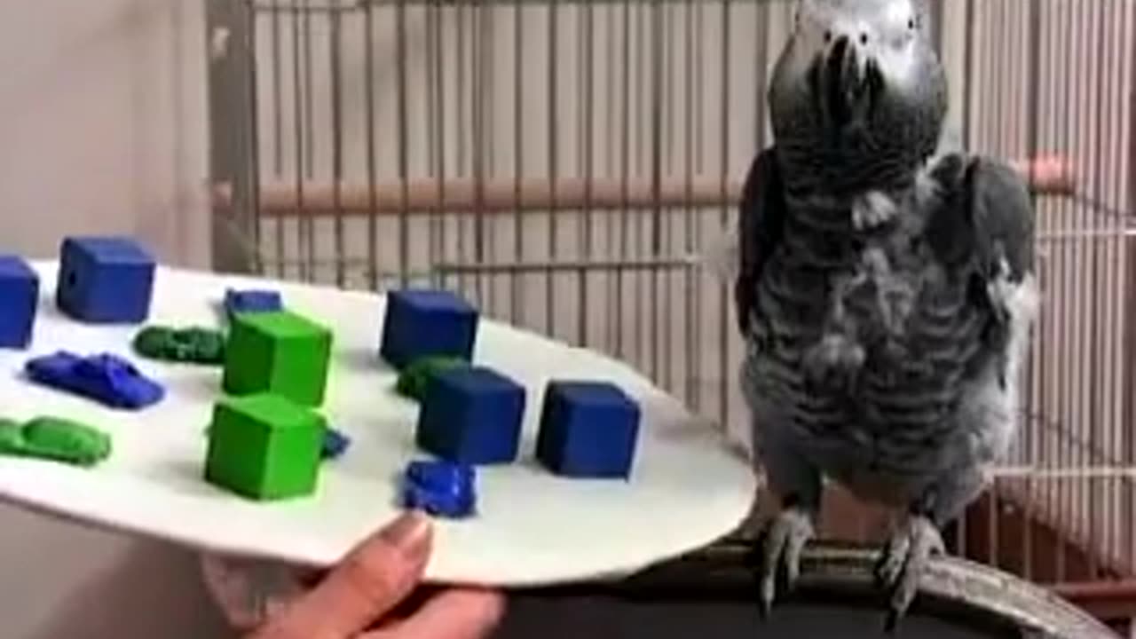 🤯✨ The Brilliant 30-Year Experiment With Alex the Parrot! | FeedMyCuriosity