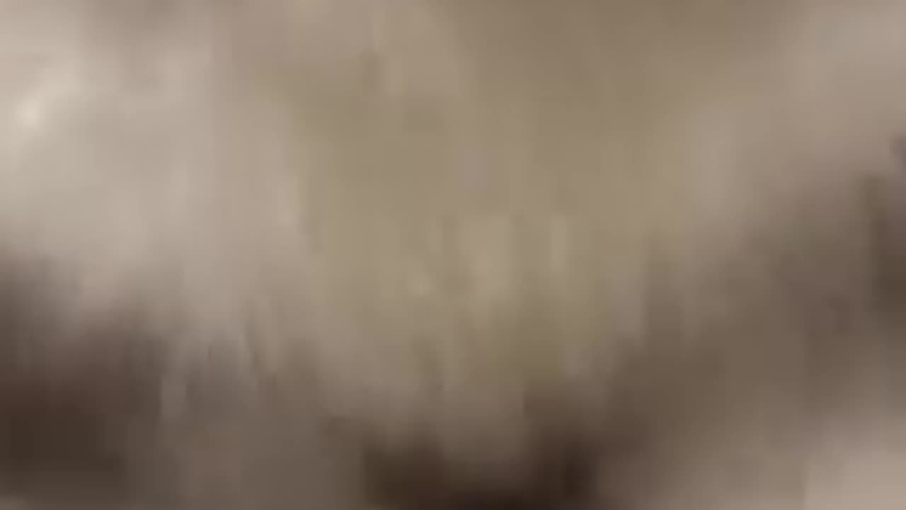 cute little puppy
