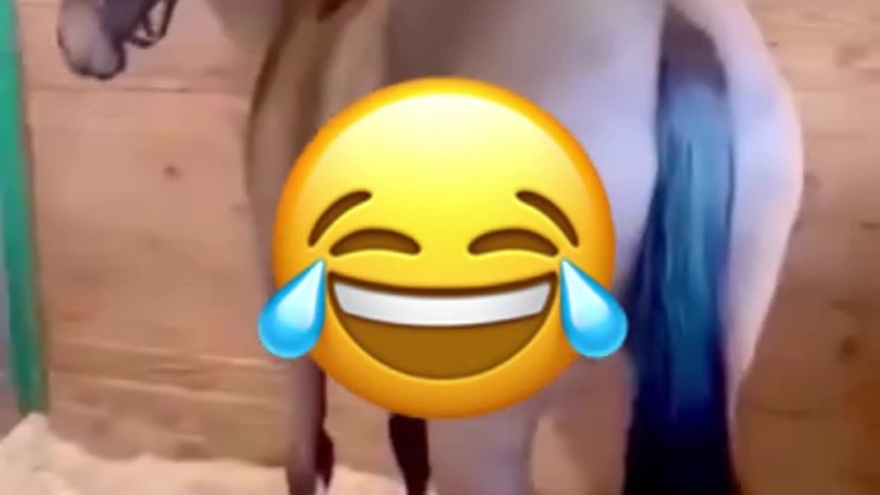 HORSING AROUND SUNDAY 6/22/25