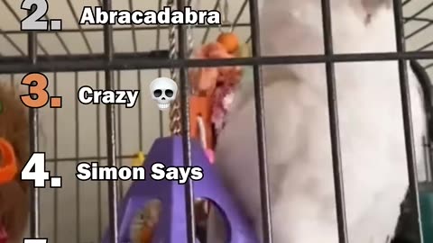 Ranking The Best Parrot Moments