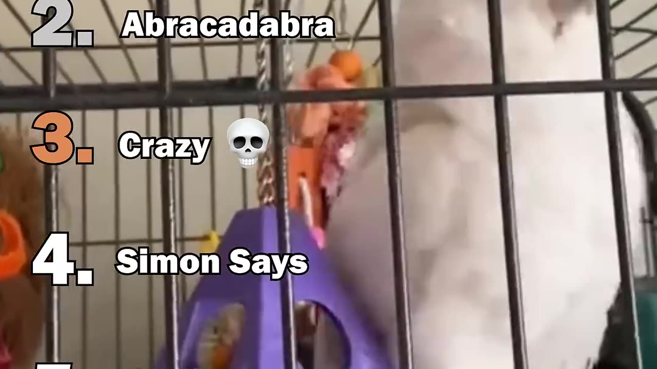 Ranking The Best Parrot Moments