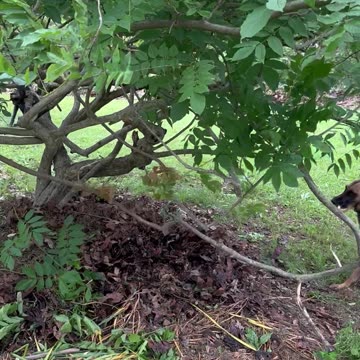 Peaches (Belgian Malinois) helps trim wisteria bush!!!😂😂😂🐕❤️