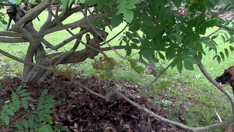 Peaches (Belgian Malinois) helps trim wisteria bush!!!😂😂😂🐕❤️