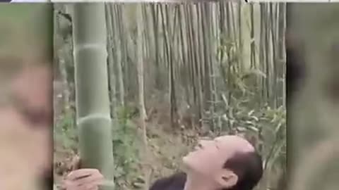 Funny videos