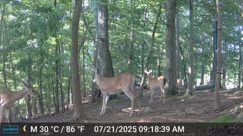 The Woods – 07/22/2025
