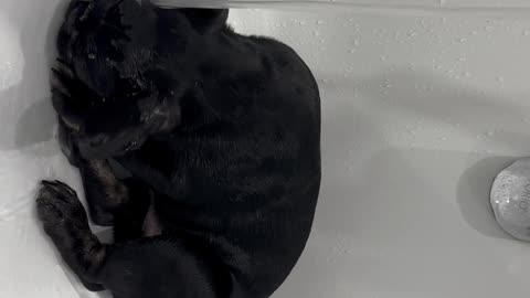 French Bulldog Puppy Bathtime