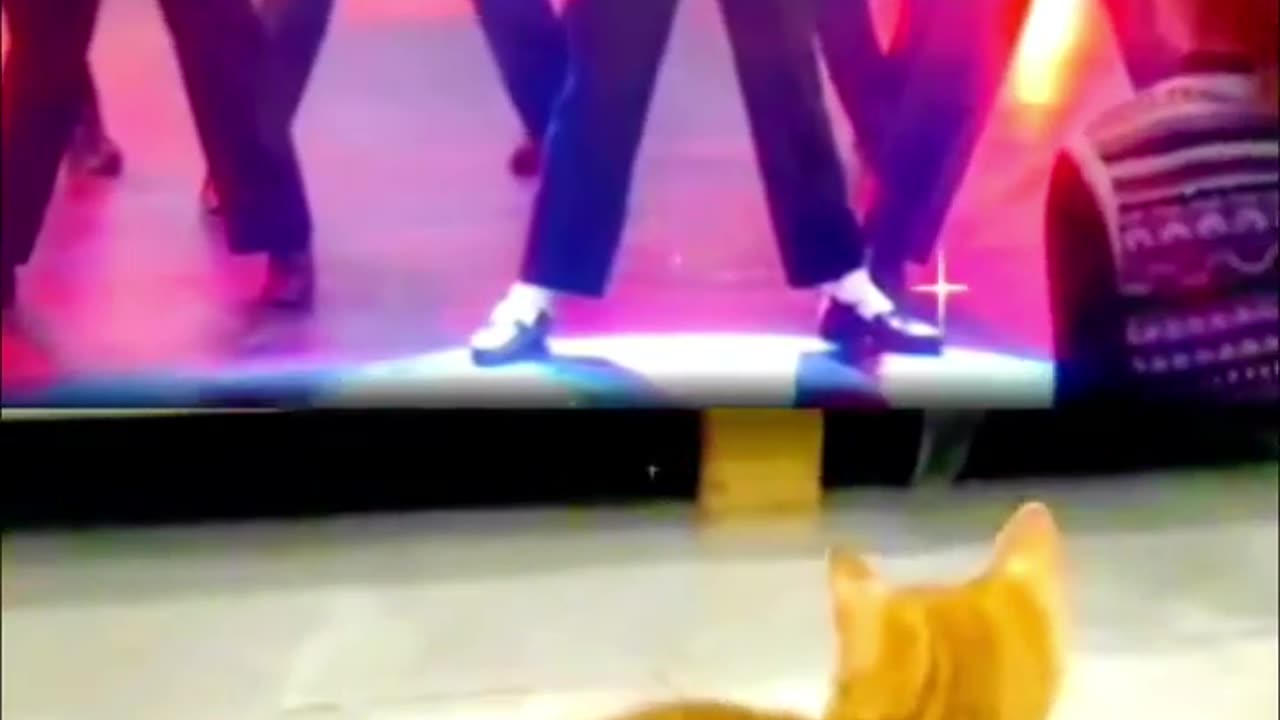 Funny animals