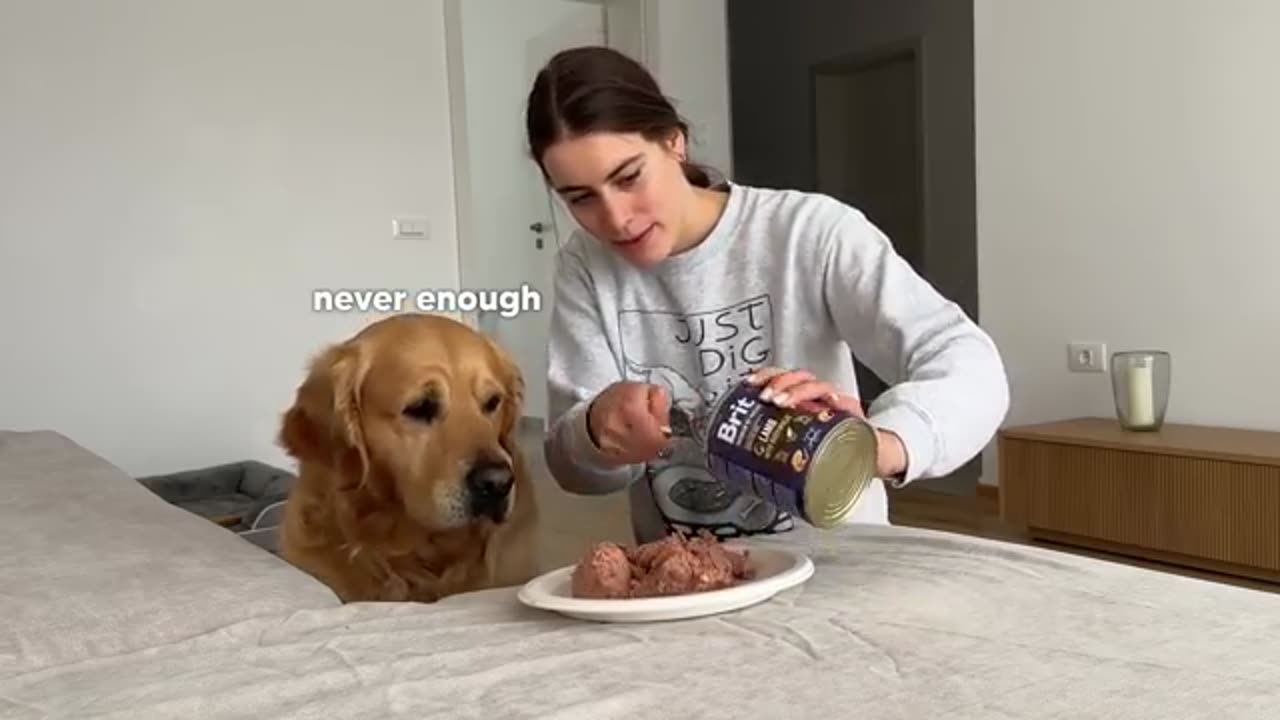 Will My German Shepherd Protect Me from a Burglar?