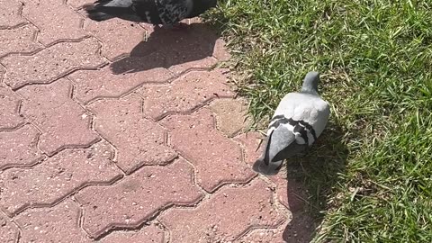 Full #story - #pigeon duo roaming for #food